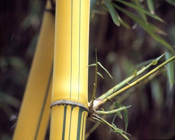 Sharon Wells Yellow Bamboo Bamboo Tile