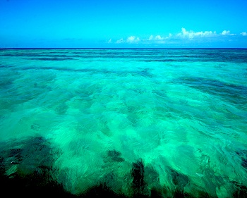 Sharon Wells Ocean Keys, Turquoise Tile