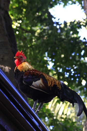 Print - Red Head Rooster
