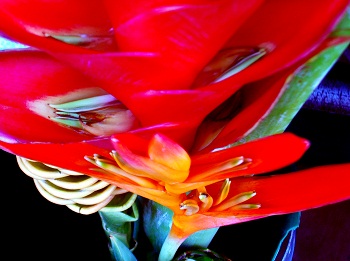 Print - Red Heliconia

