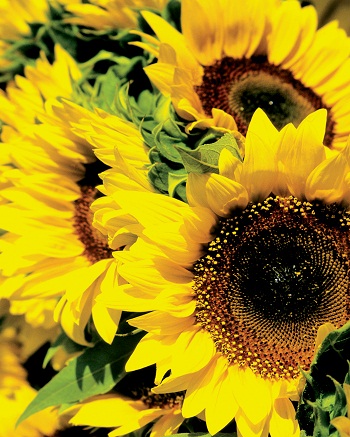 Sharon Wells Sunflowers Tile