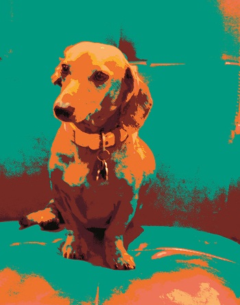 Print - Dauchsund Blue
