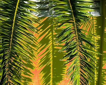 Sharon Wells Palm Shade, Orange Tile