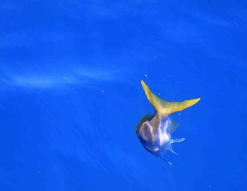 Print - Yellow Tail
